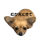 ちわっくすのちろる2（個別スタンプ：2）