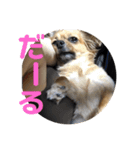 ちわっくすのちろる2（個別スタンプ：9）