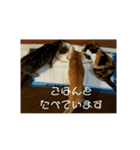 可愛い3匹の猫のスタンプ 相槌とか 2（個別スタンプ：20）