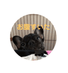 フレブルのビビ第1弾（個別スタンプ：16）