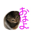 まめちゃり 3（個別スタンプ：1）
