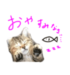 まめちゃり 3（個別スタンプ：3）
