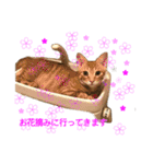 まめちゃり 3（個別スタンプ：5）