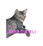 まめちゃり 3（個別スタンプ：7）