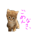 まめちゃり 3（個別スタンプ：9）