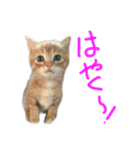 まめちゃり 3（個別スタンプ：10）