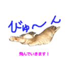 まめちゃり 3（個別スタンプ：11）