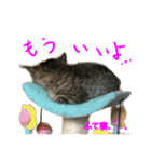 まめちゃり 3（個別スタンプ：12）