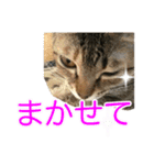 まめちゃり 3（個別スタンプ：19）