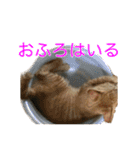 まめちゃり 3（個別スタンプ：24）