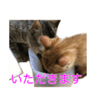 まめちゃり 3（個別スタンプ：25）