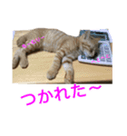 まめちゃり 3（個別スタンプ：30）