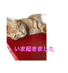 まめちゃり 3（個別スタンプ：32）