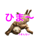 まめちゃり 3（個別スタンプ：33）