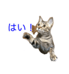 まめちゃり 3（個別スタンプ：36）