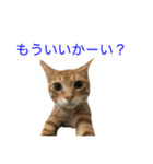 まめちゃり 3（個別スタンプ：37）
