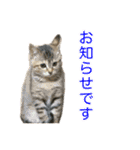 まめちゃり 3（個別スタンプ：40）