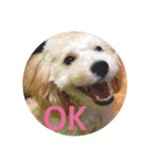 Raimuという名の犬Part2（個別スタンプ：1）