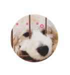 Raimuという名の犬Part2（個別スタンプ：4）