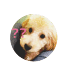 Raimuという名の犬Part2（個別スタンプ：5）