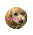 Raimuという名の犬Part2（個別スタンプ：6）