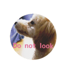 Raimuという名の犬Part2（個別スタンプ：7）