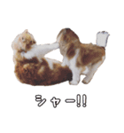 むぎチョコすたんぷ（個別スタンプ：1）