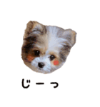 むぎチョコすたんぷ（個別スタンプ：6）