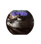 ましゅたんぐ4（個別スタンプ：7）