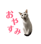 めるそら3（個別スタンプ：5）