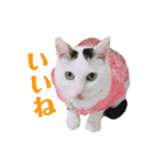 めるそら3（個別スタンプ：10）