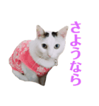 めるそら3（個別スタンプ：15）