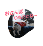 トンスケ君（個別スタンプ：3）