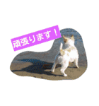 トンスケ君（個別スタンプ：6）