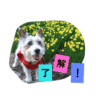 トンスケ君（個別スタンプ：17）