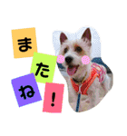 トンスケ君（個別スタンプ：19）