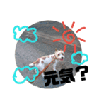 トンスケ君（個別スタンプ：27）