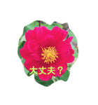 お花の気持ちスタンプ（個別スタンプ：6）