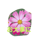 お花の気持ちスタンプ（個別スタンプ：8）