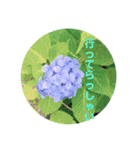 お花の気持ちスタンプ（個別スタンプ：11）