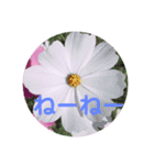 お花の気持ちスタンプ（個別スタンプ：12）