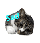 うちの猫スタンプ。（個別スタンプ：1）