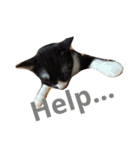 うちの猫スタンプ。（個別スタンプ：7）