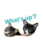 うちの猫スタンプ。（個別スタンプ：12）