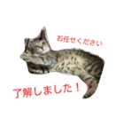 猫と花の生活（個別スタンプ：1）