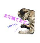 猫と花の生活（個別スタンプ：4）