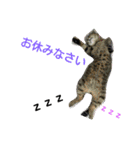 猫と花の生活（個別スタンプ：5）