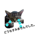 猫と花の生活（個別スタンプ：10）