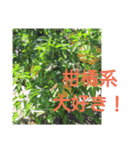 猫と花の生活（個別スタンプ：15）