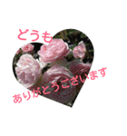 猫と花の生活（個別スタンプ：16）